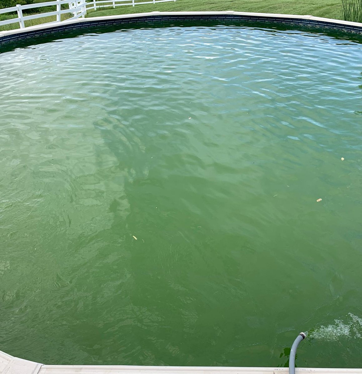 PoolPreppersLLC's tweet image. One of our most recent green to blue projects! #POOL #poolcleaning #PoolTime