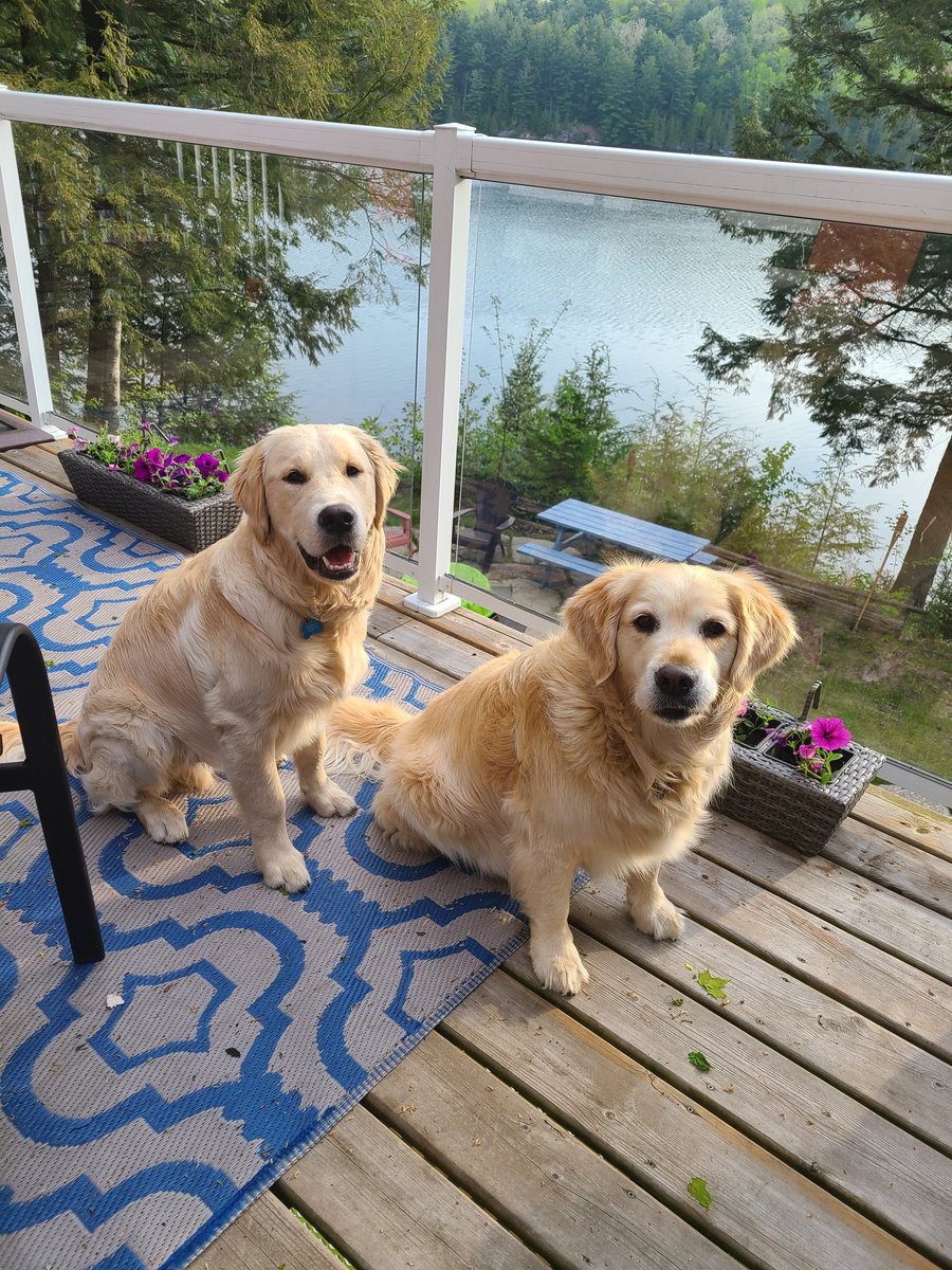 Best friends day you say? #BestFriendsDay #GoldenRetrievers #goldengracie #goldenpatrick #dogsoftwitter