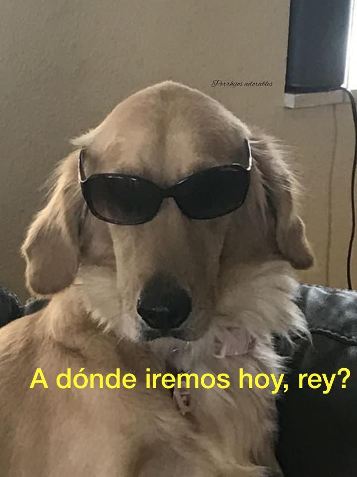 DiloConPerritos's tweet photo. *Agarro mis llaves*

Mi perrito: https://t.co/GMyeOJU1dz