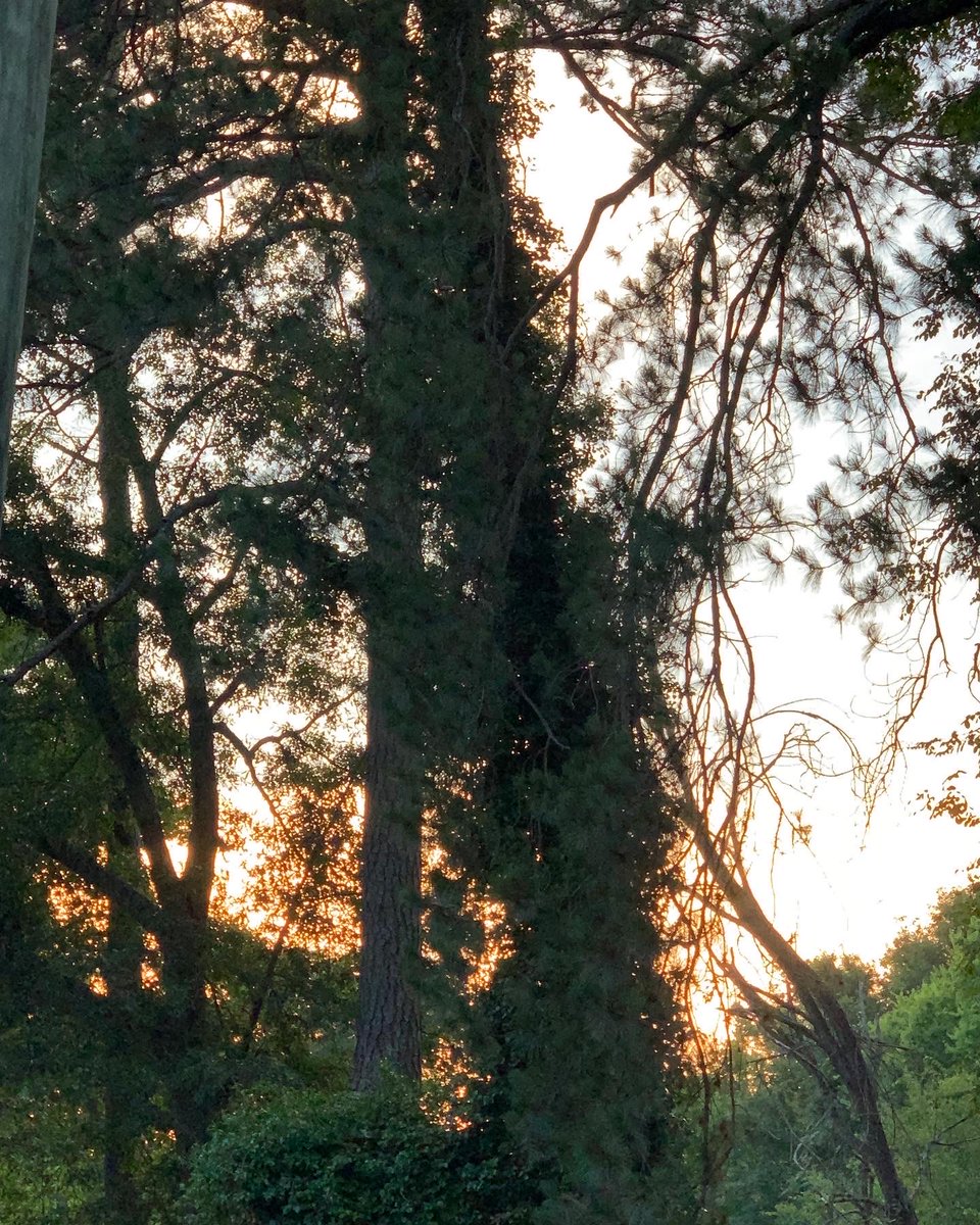 okamoto_sandra's tweet photo. Good evening, Columbus! The waxing gibbous moon is at 64.5% in a partly cloudy sky. It should be visible for hours, so go outside and take a look. #ColumbusGA #06/08/3022 #prettysunset #warm&humid #nobreeze #birdsstillloud #cicadasveryloud #mymoonobsessioncontinues https://t.co/9Isi3ZiaOW