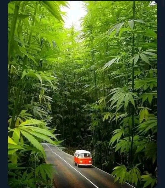 Forget about #marthakarua, #AndrewKibe, Infotrak  and #JKLive trends:

Who would you vote as the next President of Kenya?

Wajackoya The 5th: retweeted

 DP Ruto : Like