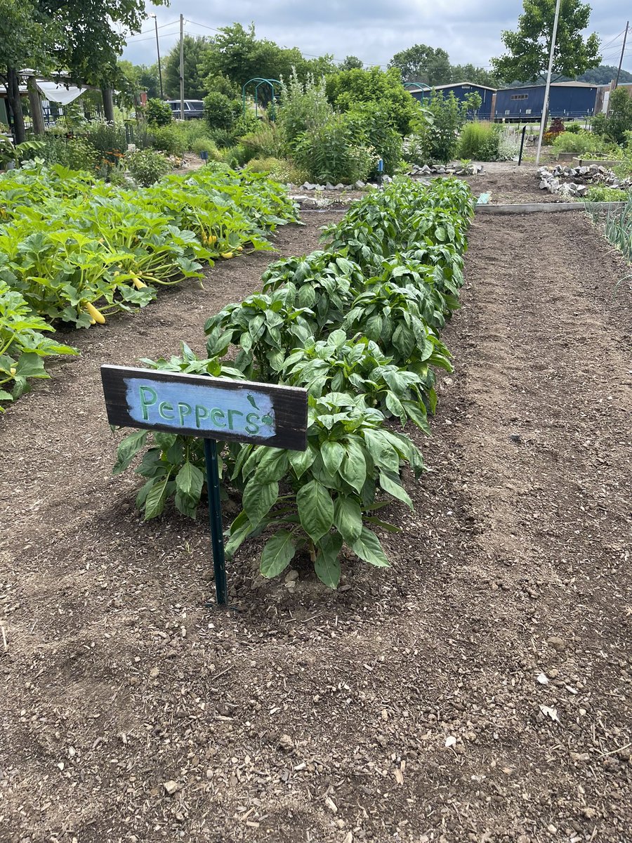 EJJonesmath's tweet photo. Ms. McKenzie took her students to the Bellevue Community Garden during STEAM class today! Tomorrow students will build window gardens, and later this summer they’ll build vertical gardens. 

#PromisingScholars2022 

@ExtLearningMNPS @BMSOwls https://t.co/RmVvzXY80e
