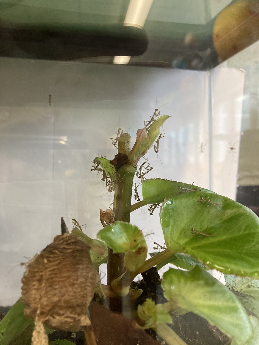 Live from <a href="/SEM_Dalers/">SEM Dalers</a> …praying mantis hatched by the hundreds in our science 🧪 lab. Thanks Tara for doing this <a href="/DrKCummings/">Kristen Cummings</a>