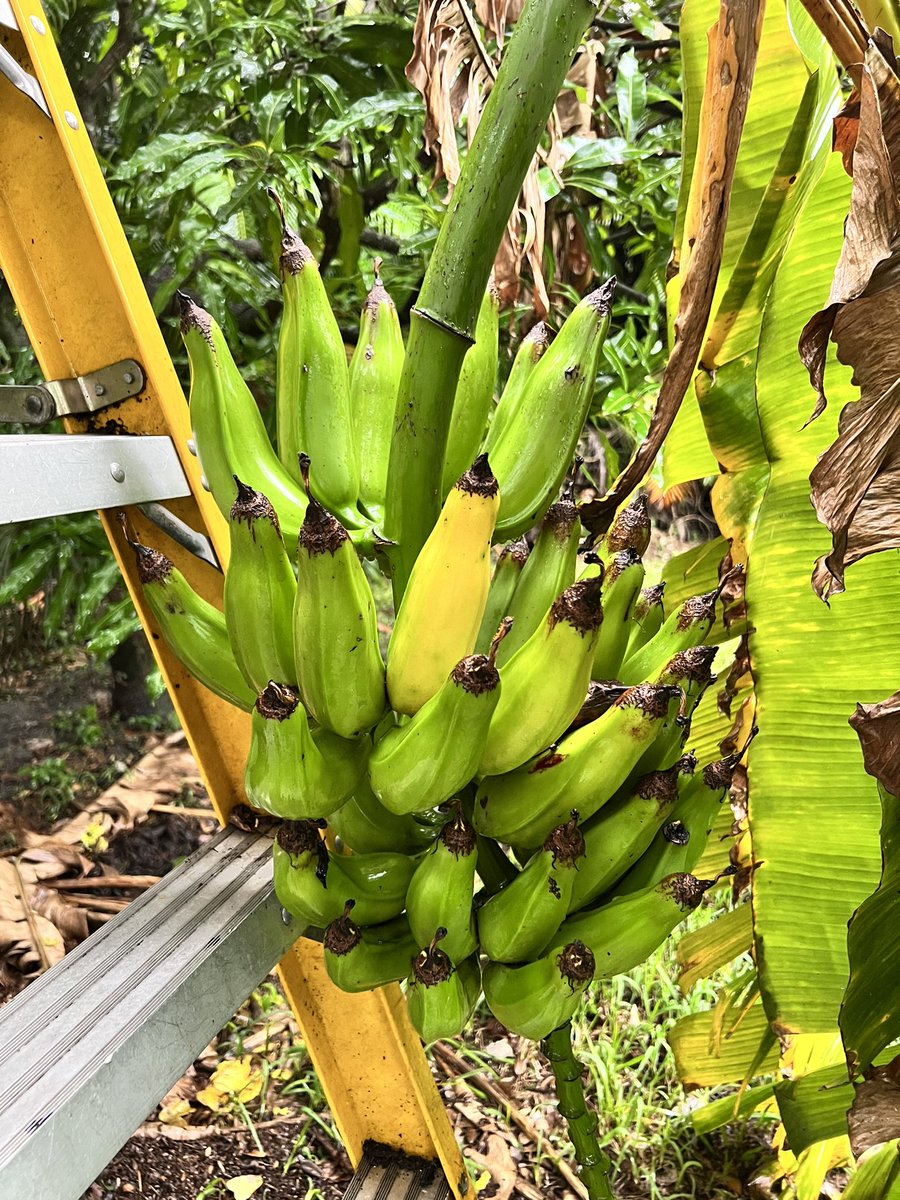 My plantains need to be cooked as chips this weekend or will need to eat out of hand.