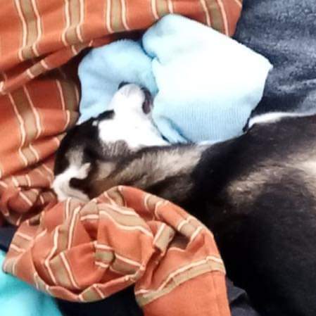 VinicioTVGT's tweet photo. INDIGNANTE...

Estas personas abandonaron  este perrito en el Bulevar Reformadores, Villa Nueva.

A la par del cachorrito dejaron juguetes y ropa, pero lamentablemente  MURIÓ en el lugar. https://t.co/7sr5KKXeYn