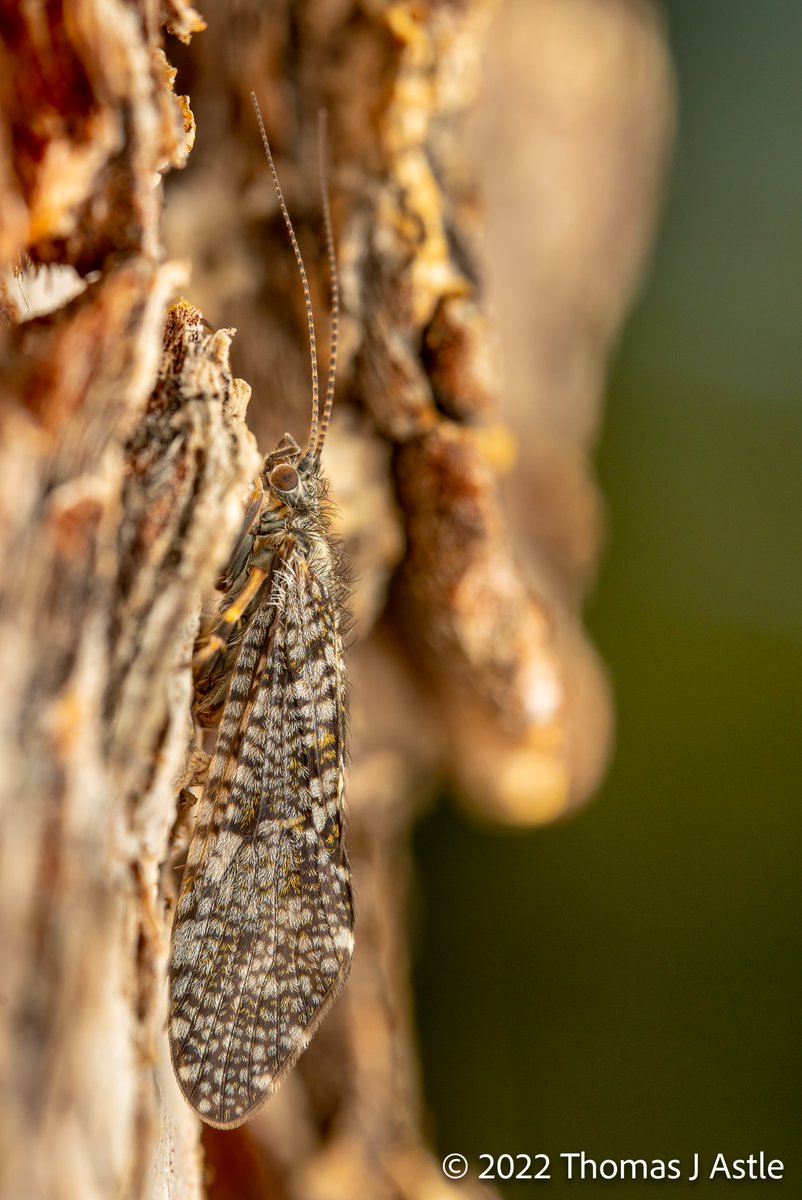 I love boring bugs. Brown, gray, blah insects that blend into bark or sand or dirt are always, always amazing up close. This caddisfly was on a pine tree, and all but invisible from a distance. Up close, it's beautifully textured and intricately patterned and flecked with gold.