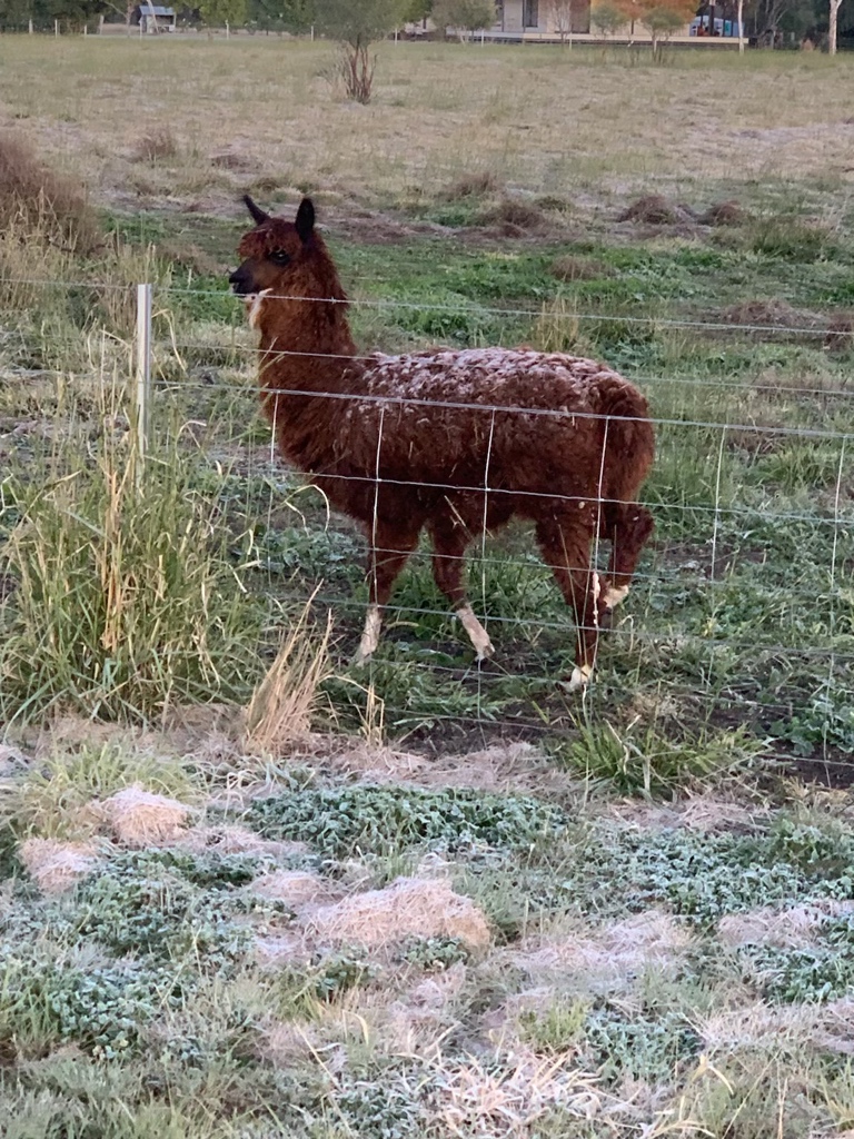 Big frost in Moree this morning, didn’t seem to bother the neighbours alpaca
