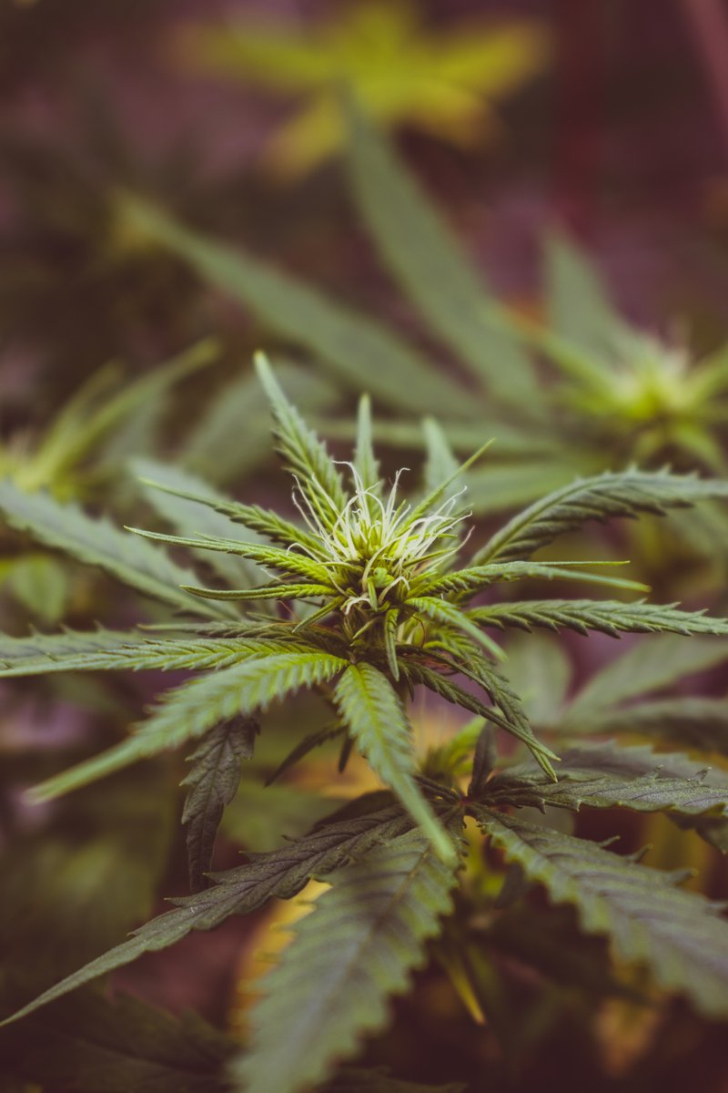 Hemp-Derived THC Could Soon be Allowed in Food and Beverage Products in Minnesota x.com/corqtrade/stat… #cannabis #minnesota #hemp #thc #legalization