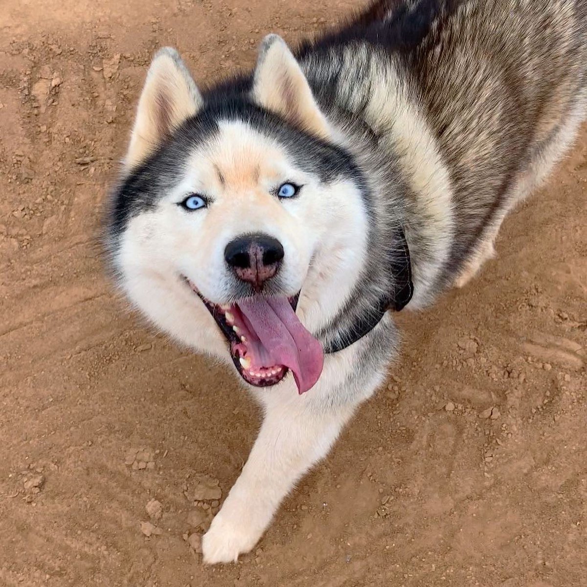 nxkimb's tweet photo. Huskies always have a way of making everyday special! Especially when they are yours❤️🐾 #pei #huskies #husky https://t.co/C1ssfvJxx4