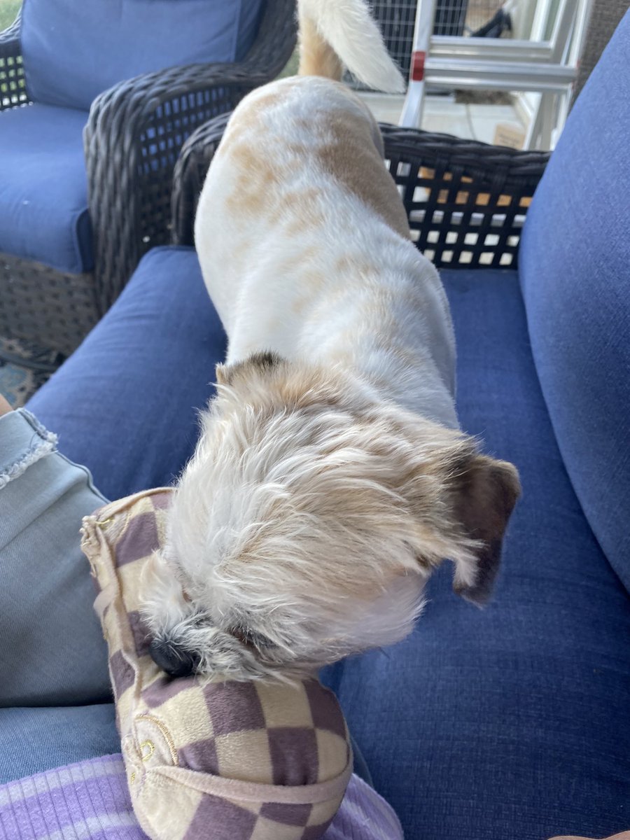 This sweet puppy dog of mine always knows when I need her love and attention 🥰❤️🐾 #dogsoftwitter #rescuesadie #ZSHQ RaaaaAaaaaa