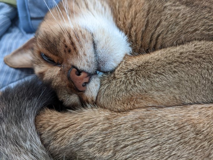 おはようございます🐈目と口が半開きスヤァからのマブシイ 