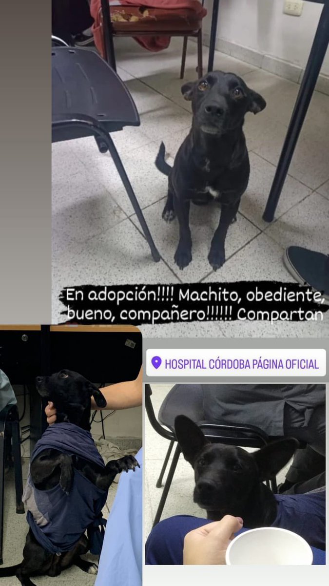 Porfavor, si alguien puede darle un hogar. Se llama diálisis y se estuvo quedando en el hospital córdoba pero ya no puede quedarse allí. Se porta super bien y es hermoso. <a href="/VivireNuevaCba/">VivirenNuevaCórdoba®</a>