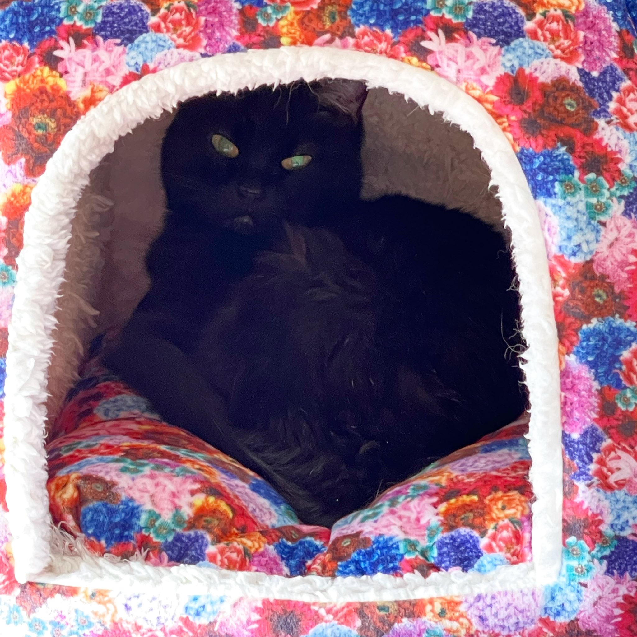 تويتر サムサフィ على تويتر 黒猫クロちゃん お帰り 久しぶりにテント 型 ベッドに入った T Co Sbq3kx9uif
