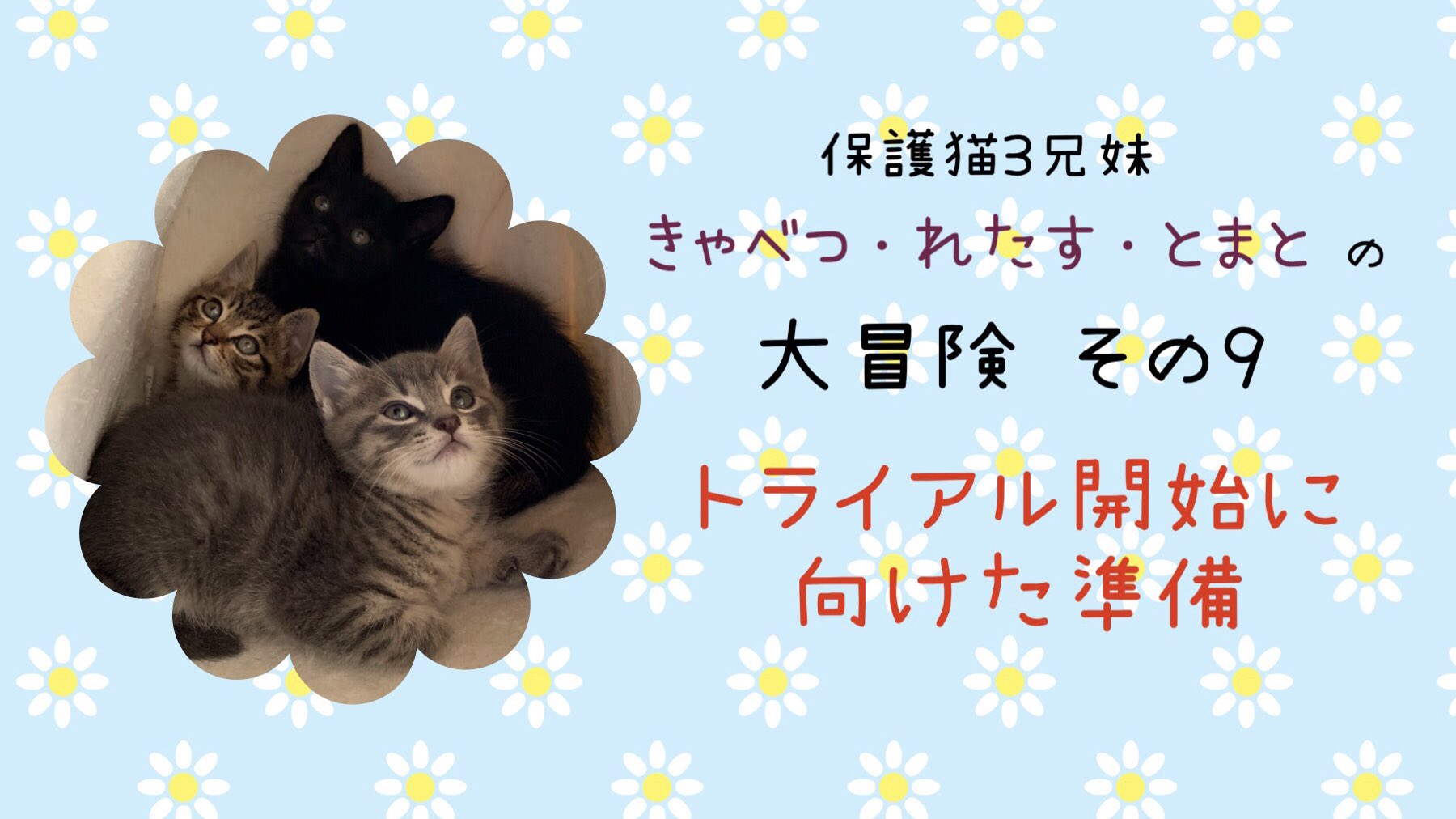はやしりえ Youtube みなとねこチャンネルに野菜シリーズの第9弾をupしました 自分で作った動画なのに何度見ても野菜たちがいなくなった時の嬉しいけれども寂しい気持ちを思い出して泣きそうになってしまいます 長く続いた野菜シリーズも次回で最終回です はやしりえ Youtube みなとねこチャンネルに野菜シリーズの第9弾をupしました 自分で作った動画なのに何度見ても野菜たちがいなくなった時の嬉しいけれども寂しい気持ちを思い出して泣きそうになってしまいます 長く続いた野菜シリーズも次回で最終回です