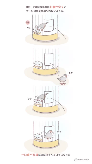 ご飯食べたいけどまだ遊びたい文鳥vsそろそろ帰宅して欲しいかいぬし〜その②#文鳥#bunchoslife 