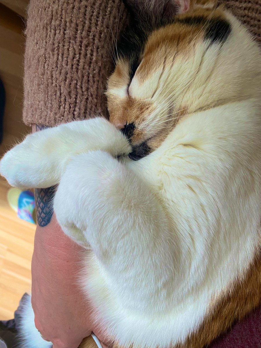 look at how cute my cat maryanne is