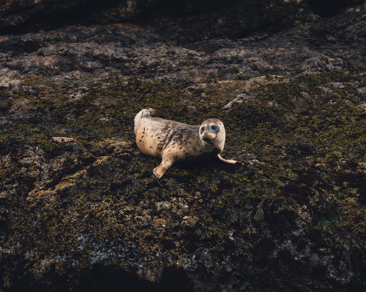 danielhuckmann's tweet photo. Pacific Harbor Seal (Phoca vitulina)

Depoe Bay, Oregon

July 2021

ƒ/6.3 1/125 35mm ISO 200 https://t.co/Q1az4X0QiT