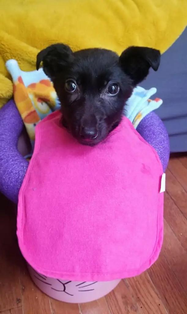 Putting out urgent feelers. This baby is in Georgia with ME and PRAA. She's losing weight every single day and needs surgery *now*. Quoted price is $5K, but a ME charity is pledging $1K to the rescue that takes her. If there is ANY chance we could raise $4K for a dog who will