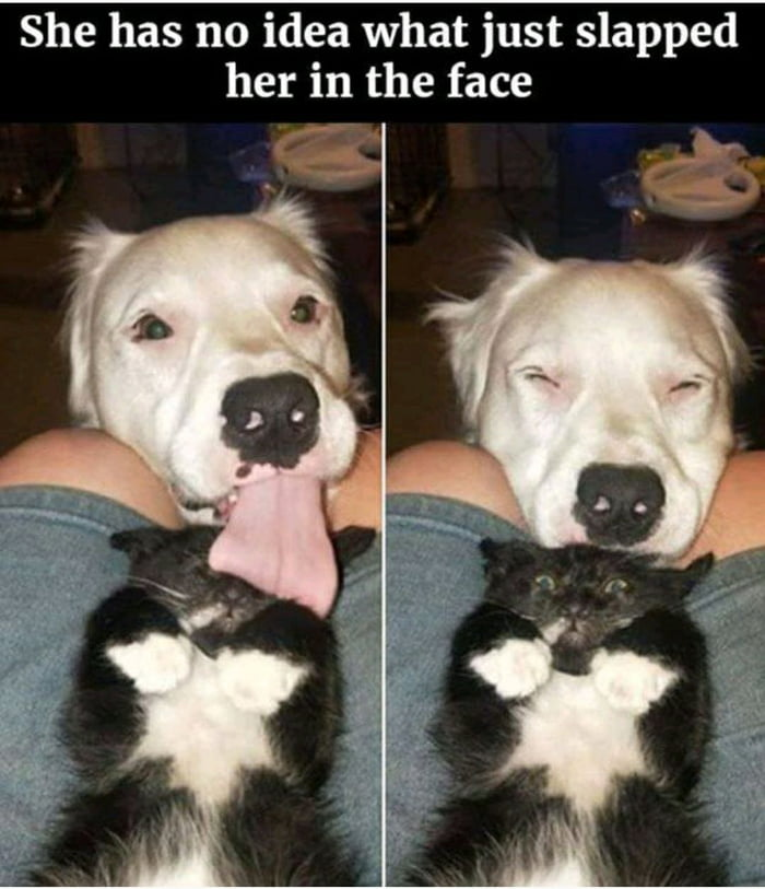 WholesomeMeme's tweet photo. https://t.co/amyVpKvZcM