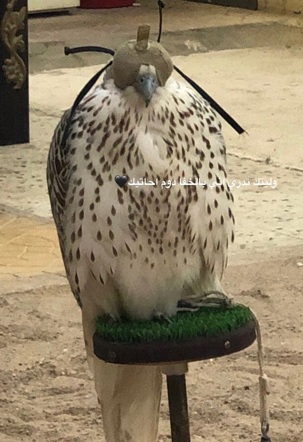 صباحكم الشيخ شامان ❤️