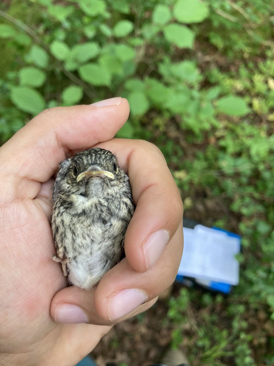 carosegami's tweet photo. Our first nest with 12 day flycatcher chicks! Good luck on your journey little guys! @QvarnstromLab  @AnimEcol_UU #ficedula #fieldwork #flycatcher https://t.co/mS5TtbJkpH