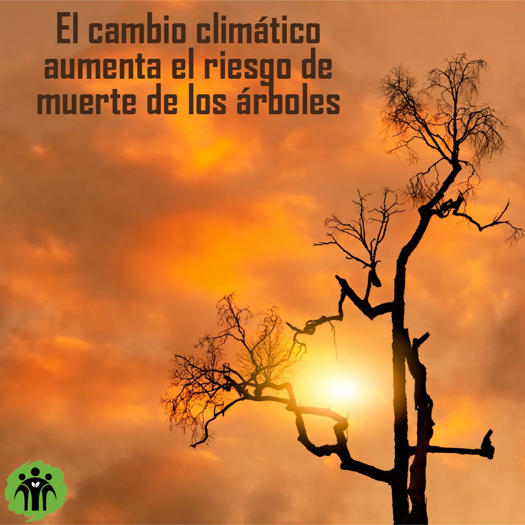 Don Bosco Green Alliance - ES tweet media