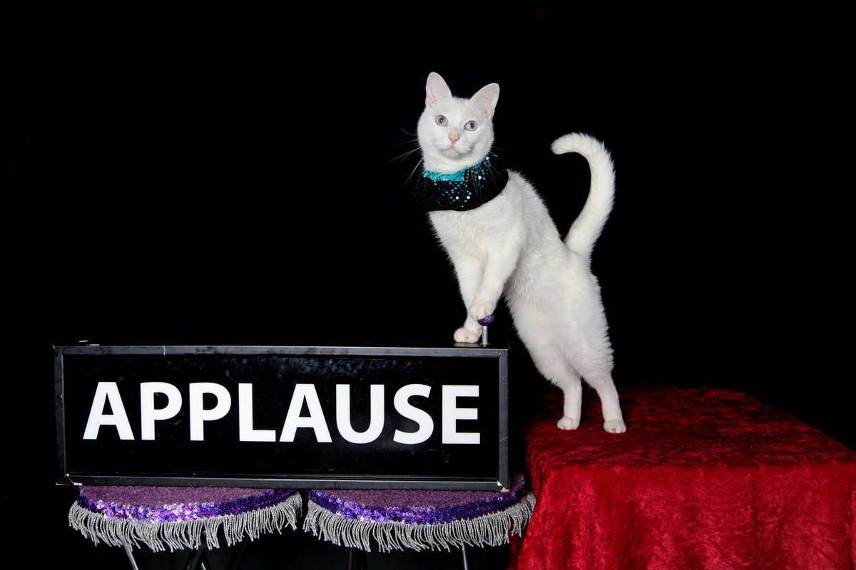 Twitter! We're back! The triumphant return of THE TUNAS! 🎉

We're in Chicago! Please tell your friends! Attendance is so low, we have to keep the applause sign on at all times so we don't get lonely onstage! 😿

greenhousetheatercenter.thundertix.com/events/199405

#acrocats #cats #Chicago #CatsOfTwitter