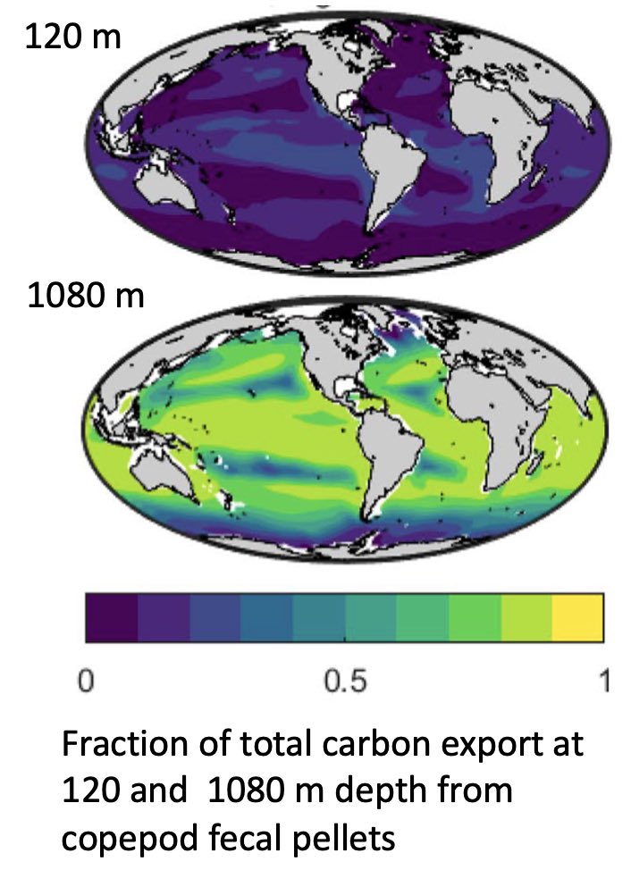Carbon export flux close to the surface is dominated by dead cells, but at depth by large copepod fecal pellets. Powerful application of the global NUM copepod model by @cam_sp90 in Global Biogeochemical Cycles: agupubs.onlinelibrary.wiley.com/doi/10.1029/20…