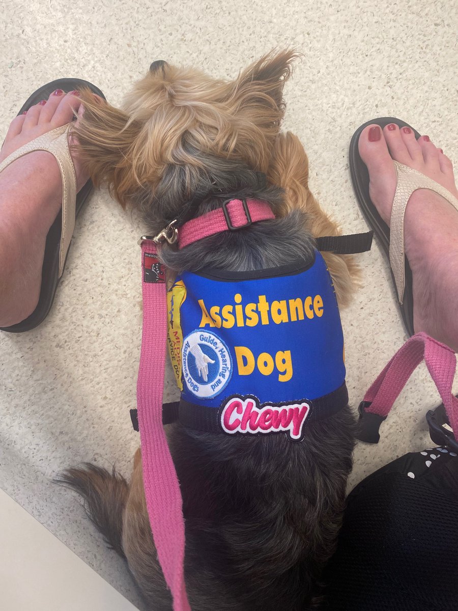kderoule's tweet photo. At work 🐾 https://t.co/geSLoeudAS