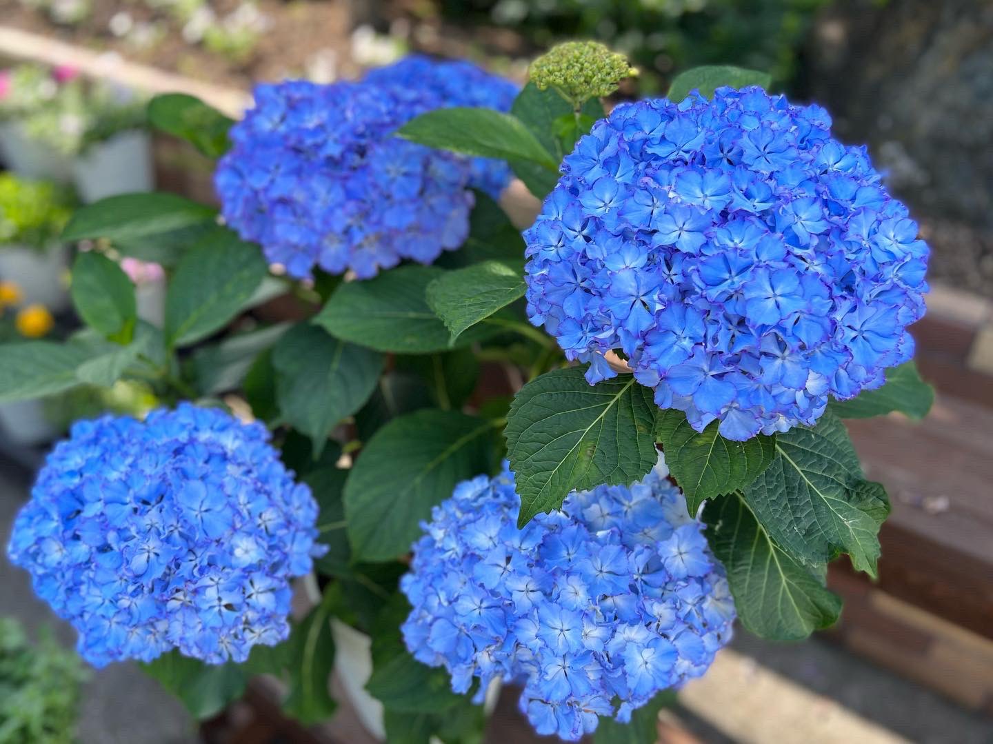 تويتر 趣味の園芸やっちゃんねる على تويتر アジサイ レオン 6年越し 7年越し でようやく お見せできるくらい咲いてくれました 出したい色と違ったけど お花はみんなきれい ということで O T Co Bkmq24nu تويتر 趣味の園芸やっちゃんねる على تويتر アジサイ レオン 6年越し 7年越し でようやく お見せできるくらい咲いてくれました 出したい色と違ったけど お花はみんなきれい ということで O T Co Bkmq24nu