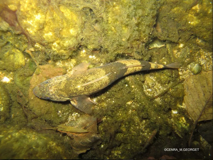 Nouvel épisode de l'émission radio diffusée sur @francebleuDA, Jordi, chargé de mission au <a href="/CenRhoneAlpes/">Cen Rhône-Alpes     </a> vous invite à découvrir l'apron du Rhône, ce petit #poisson sentinelle de nos cours d'eau et les menaces qui pèsent sur lui. À écouter ici : bit.ly/3zoCPb2