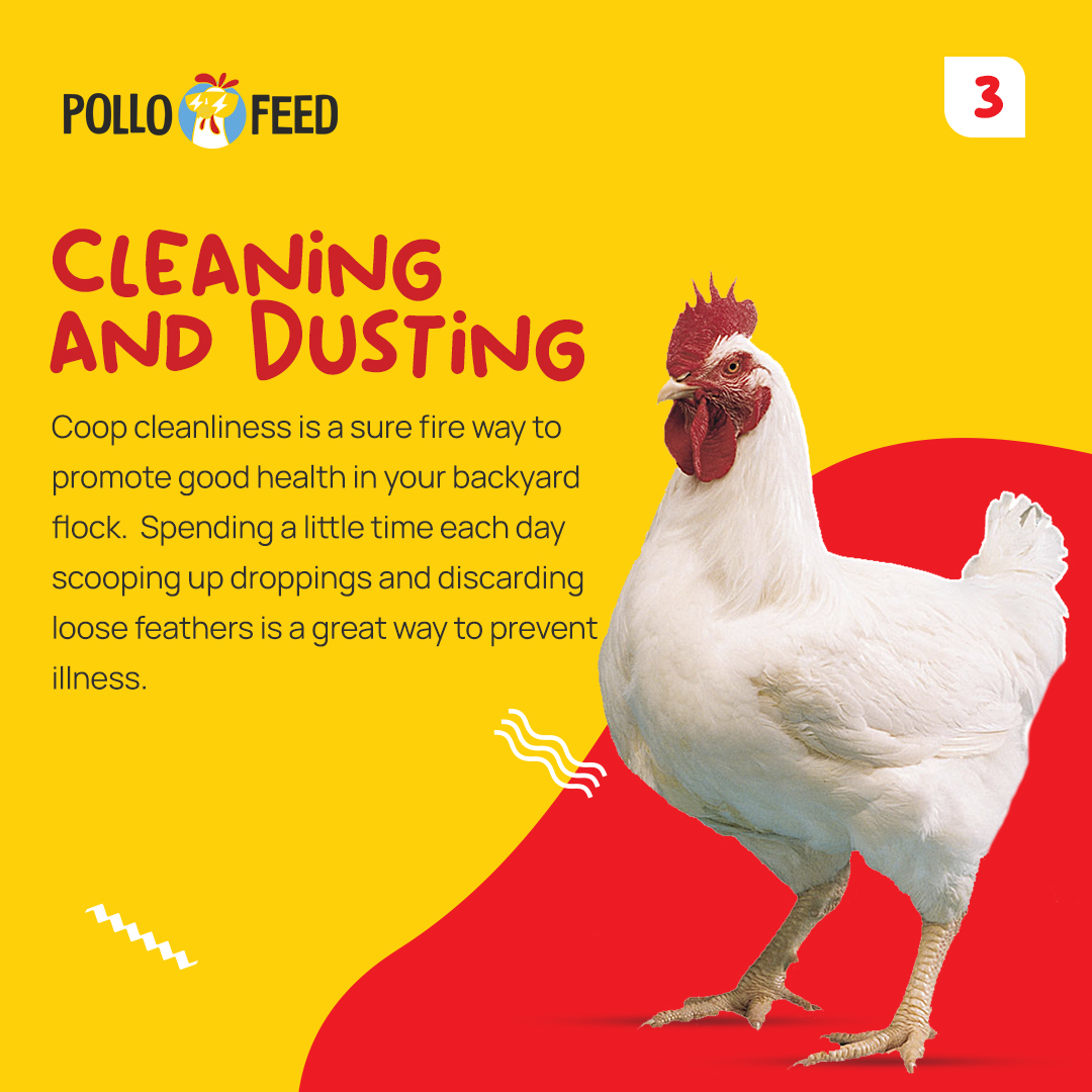 pollofeed's tweet photo. Soiled and wet bedding is a breeding ground for harmful disease causing organisms. Some simple tools I like to have handy are a hand shovel for scooping, a scraper for stubborn stuck on waste, a metal rake.
#Pollofeed #FEED #henfeed #animal #supportlocalfarms # https://t.co/6uHUgCkdiR