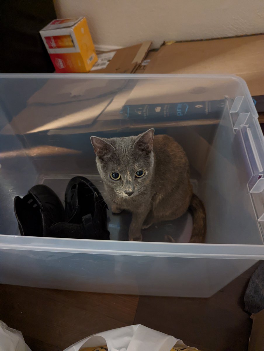Ktminefckmchine's tweet image. Luna is in a bin

Make Luna go viral