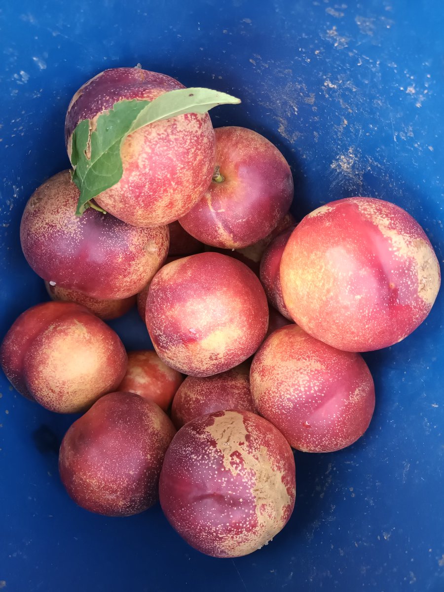 Cers71716088's tweet photo. Aquestes nectarines no les veureu mai a cap supermercat, ni a cap botiga ni mercat.
Aquestes nectarines son les més dolces de l arbre, mel en estat pur...
doncs per culpa dels suposats defectes a la pell s han de tirar a terra o van al suc.
No patiu, a casa meva faran cap. https://t.co/cKso9feQhT