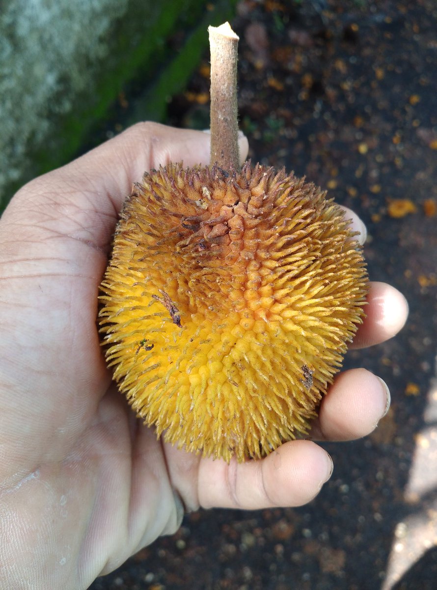 mindmusclepro's tweet photo. This is a wild jackfruit. Way more nutritious than the big ones found in the store these days. It has a cooling property. It's an aphrodisiac & it's seeds along with honey r effective in treating asthma.
#LocalPlants https://t.co/QDEesBwgsD
