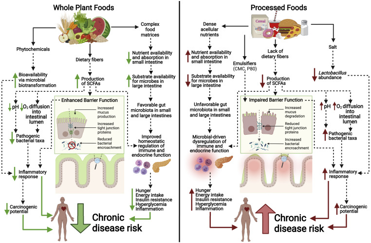 How can diet impact disease risk?

Here is a comparison of the effects of whole-plant foods and processed foods on the gut microbiome and its implications for host physiology, immunology, metabolism, and disease risk.

Read the article here: cell.com/cell-host-micr…