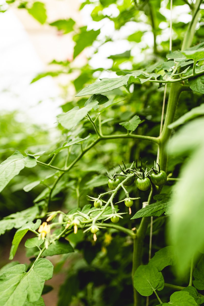 NourishLead's tweet photo. Yesterday, the #NourishAnchorCohort visited Jardins Carya, an organic farm in Senneville, QC. Their motivation? Growing good food to feed communities, including in public institutions like hospitals and local food security organizations. https://t.co/2M1RwzigpZ