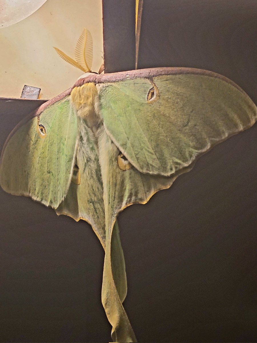 Final insect post for #NationalinsectDay - I most literally just saw a Luna Moth in Westchester, NY!! By far the coolest insect I've ever seen! <a href="/EstherNgumbi/">Esther Ngumbi</a>