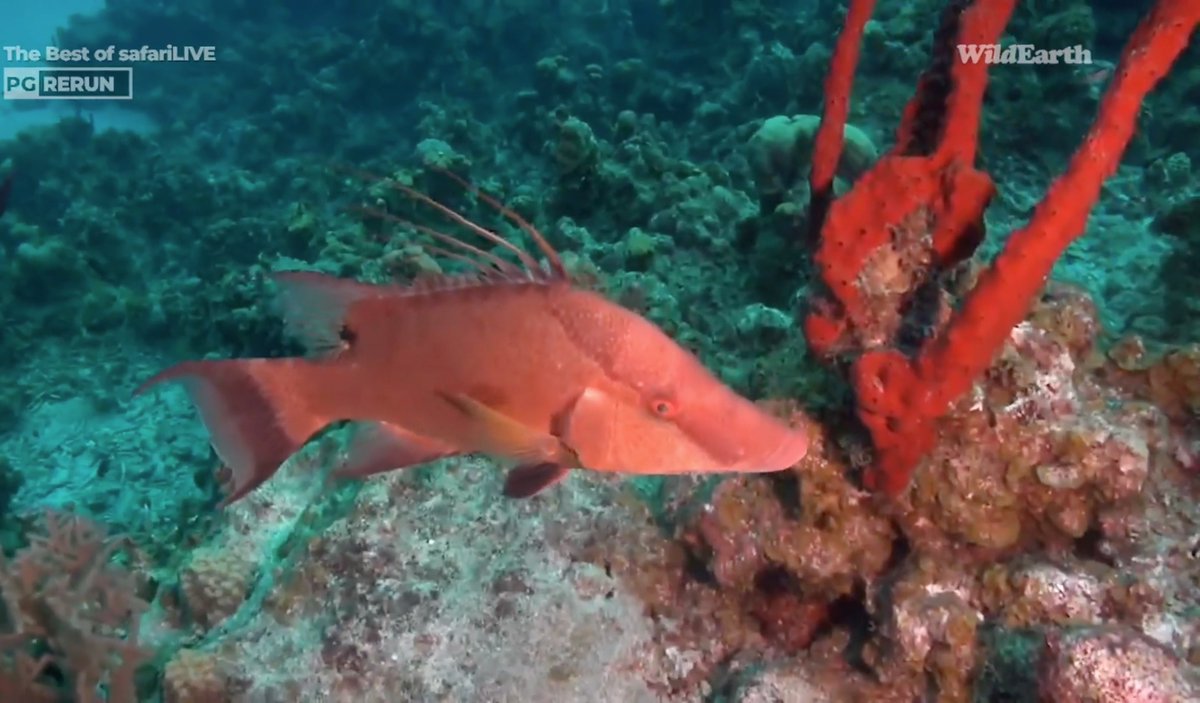 doctorfmac's tweet photo. #wildearth #divelive Long shot - but: What was this fish on the DiveLive broadcast that Lauren was narrating today? I believe it was in the Cayman Islands. 2 views https://t.co/3iRf0E4YoO