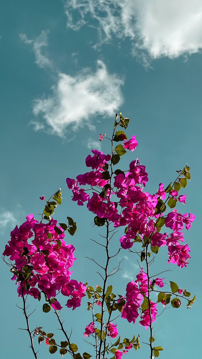 ..

عبارة مطمئنة: 
و يأتيك جبرٌ من الله ينسيك متاعب أيامك..💙

..
#صباح_الخير