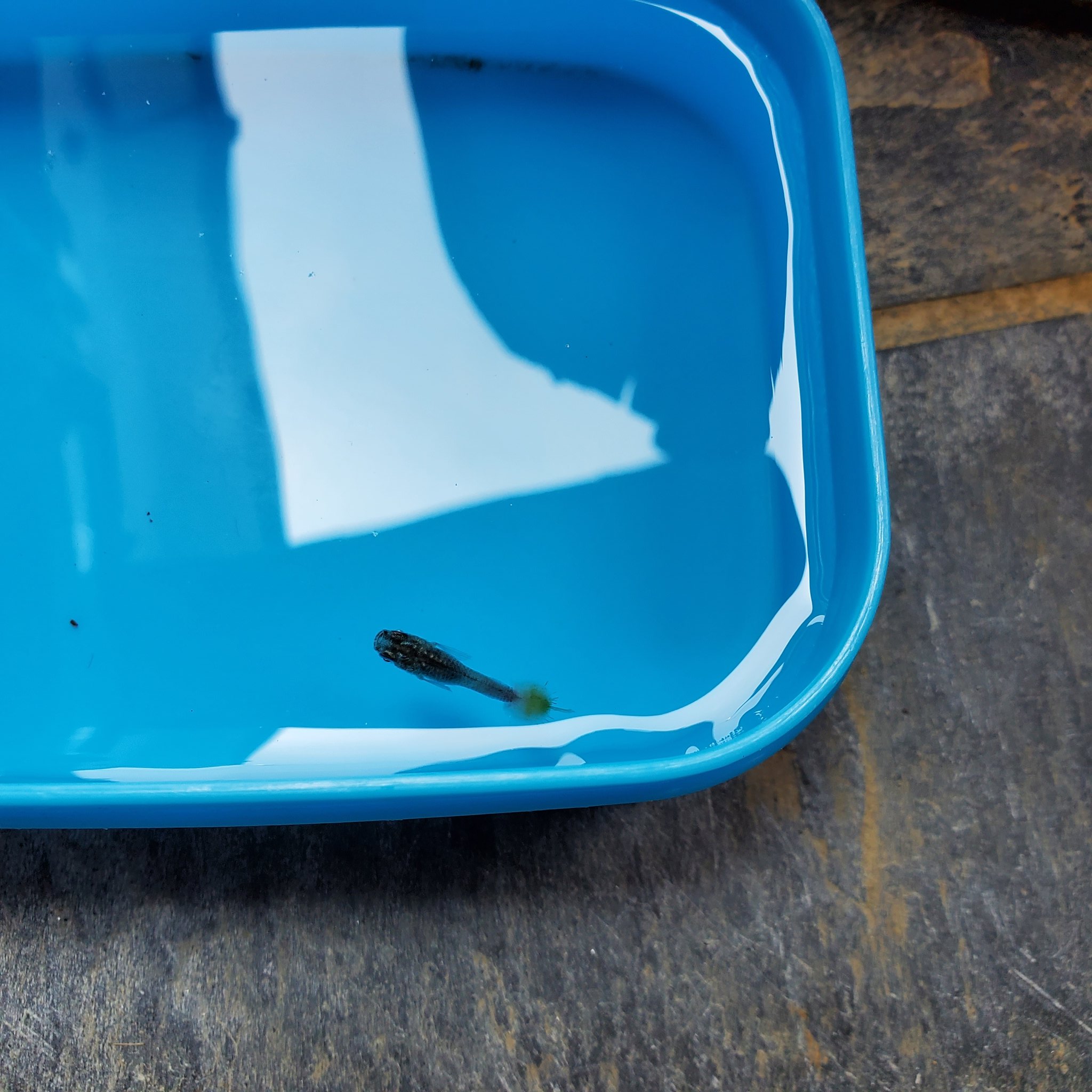 白カビ病 Twitter Search Twitter