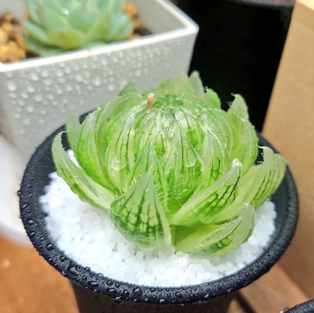 すぐったレディース福袋 ハオルチア 桜水晶錦 asakusa.sub.jp