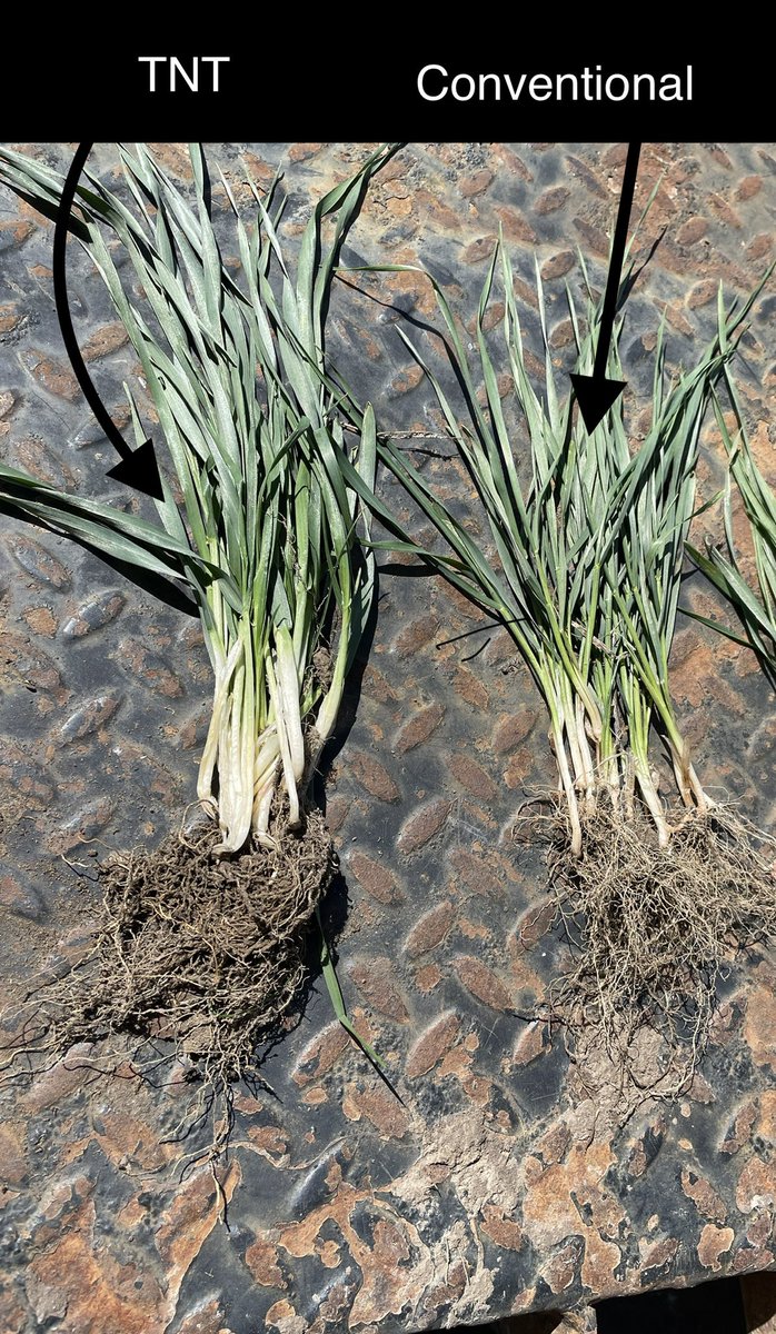 Trinitybiochem's tweet image. @TrinityBiochem Program is working handsomely again #TNT #FullBore