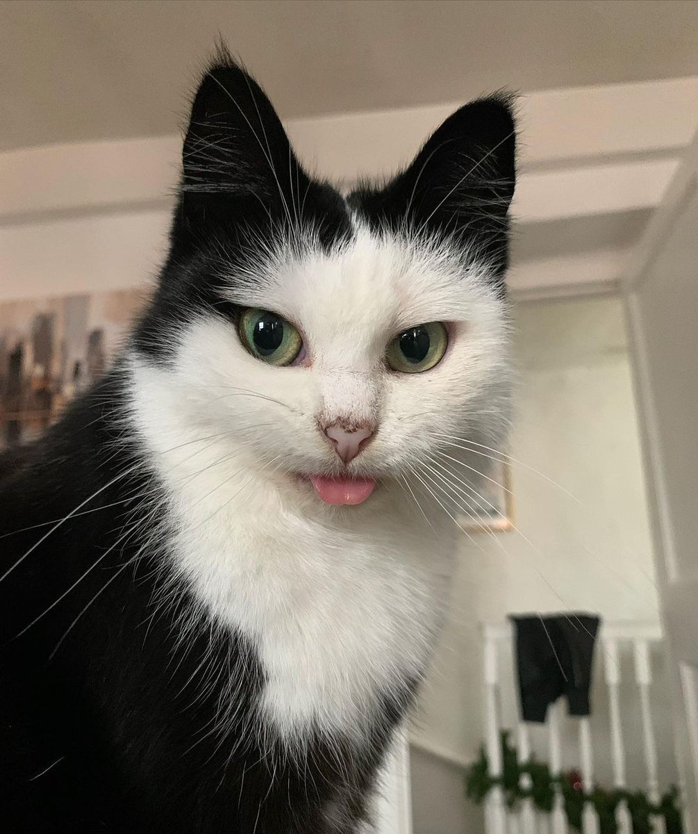 Todo Dia Gatinhos 🐾 (@tododiagatinhos) on Twitter photo 