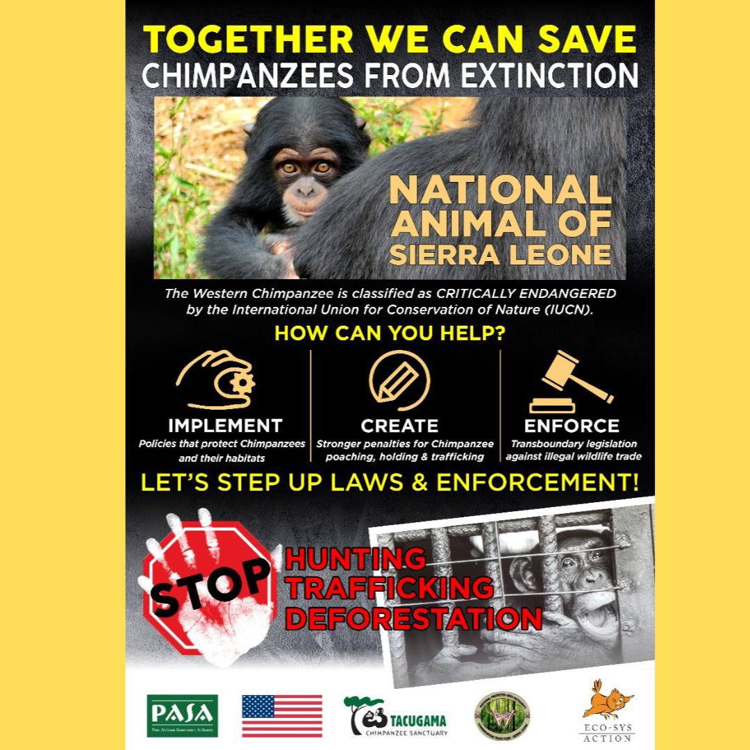 Action for Chimpanzees, a coalition to disrupt the illegal trade in chimps in West Africa. Read all about the ground breaking program to disrupt the illegal wildlife trade by addressing the many different facets of it holistically.
pasa.org/awareness/a-co…