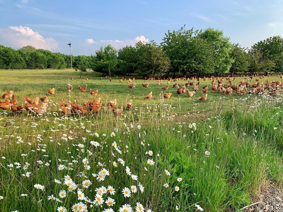 cavickhousefarm's tweet photo. Daises, daises, daises everywhere
#freerangechickens #freerangeeggs #norfolkfarm #cavickhousefarm #wymondham #chickenfarmer #outdoorchickens #wildflowers #moondaisy #daises #happyhens #earlysummer #june #naturefarming #smallfarmlife #workingfarm #chickenrange #chickens https://t.co/Qoqzy3H2DE