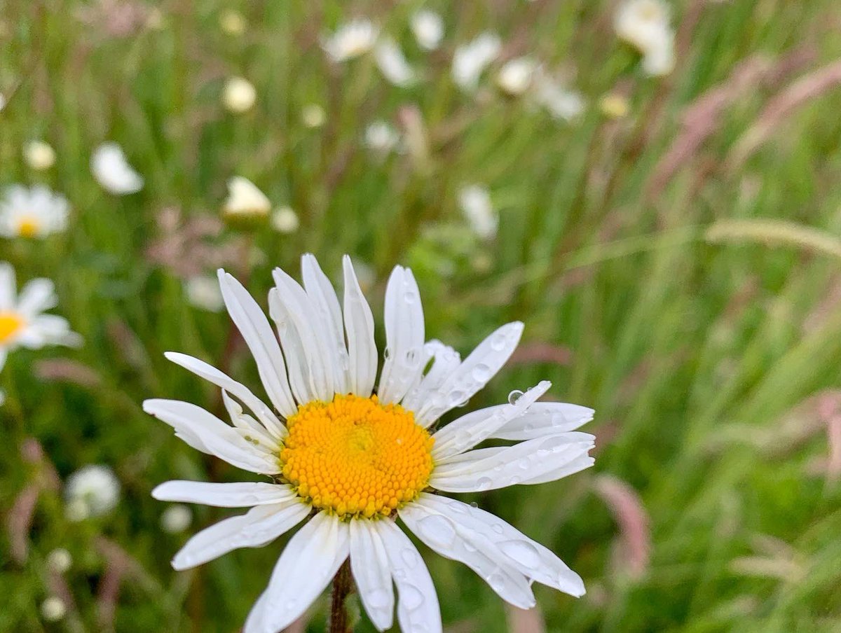 cavickhousefarm's tweet photo. Daises, daises, daises everywhere
#freerangechickens #freerangeeggs #norfolkfarm #cavickhousefarm #wymondham #chickenfarmer #outdoorchickens #wildflowers #moondaisy #daises #happyhens #earlysummer #june #naturefarming #smallfarmlife #workingfarm #chickenrange #chickens https://t.co/Qoqzy3H2DE