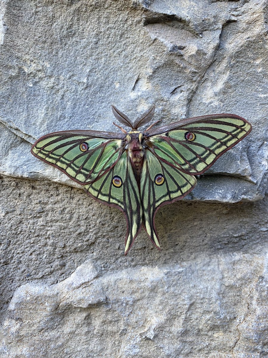 Look what came to the moth trap: A Spanish Moon Moth, endemic to the Pyrenees and The Alps, one of the holy grails of European mothing! #mothsmatter