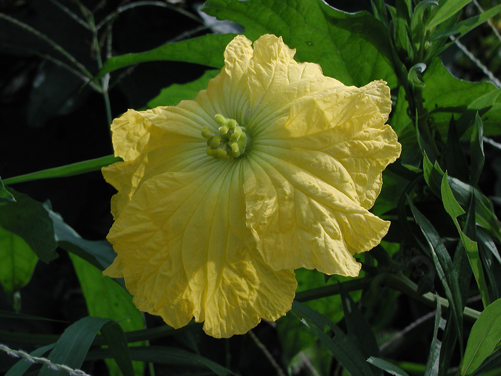 誕生花 Twitter Search Twitter