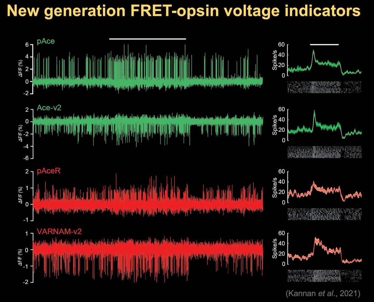 Hello, fly folks! The transgenic flies of the four latest FRET-opsin voltage indicators from Pieribone lab and Schnitzer lab are available at BDSC @flystocks now. See the side-by-side comparison of their performances in the same type of dopamine neuron responding to odor.
